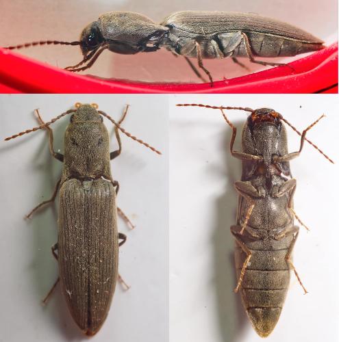 Agriotes pilosellus